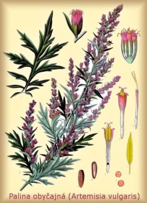 Palina obyčajná - Artemisia vulgaris