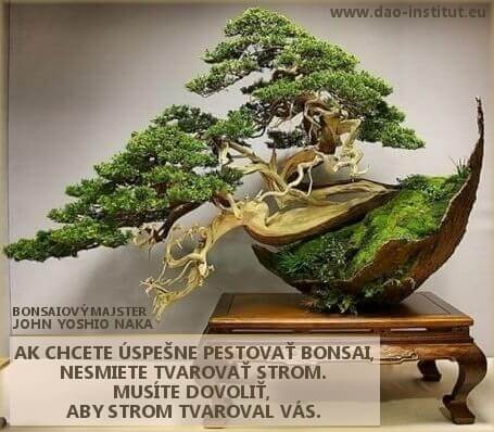 dao-dharma_11-11-bonsai